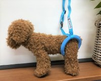【お買い得】 サイズサンプル用ドーナツリング［S〜3Lセット販売］