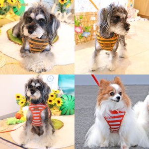 画像5: スーパーハーネス＆リード ボーダーニット 5〜6号【防虫パックプレゼント】