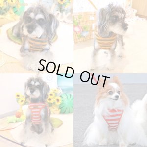 画像5: スーパーハーネス＆リード ボーダーニット 3〜4号【防虫パックプレゼント】