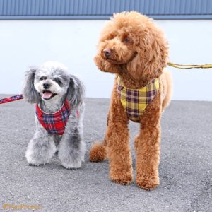 画像5: スーパーハーネス＆リード ボーダーニット 3〜4号【防虫パックプレゼント】