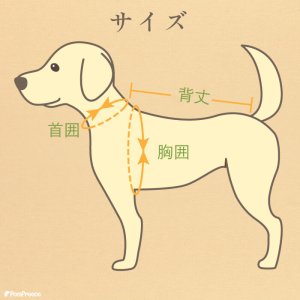 画像5: オーガニックＴシャツ　シンプルボーダー　２号