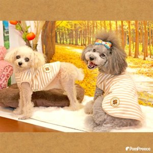 画像9: オーガニックＴシャツ　シンプルボーダー　２号