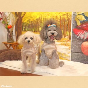 画像7: オーガニックＴシャツ　シンプルボーダー　２号