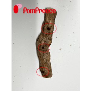 画像2: 【お買い得】【訳有り　穴あき・削り跡有り】[ネコpom]国産　ニャンともBIG　またたびの木（2本入）