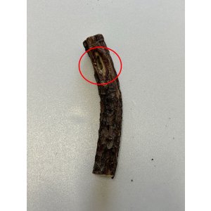 画像5: 【B品】 [ネコpom]国産　ニャンともBIG　またたびの木（2本入）【オープン価格商品】
