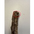 画像3: 【B品】[ネコpom]国産　またたびの木　レギュラー（5本入）【オープン価格商品】 (3)