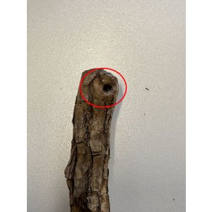 画像3: 【B品】[ネコpom]国産　またたびの木　レギュラー（5本入）【オープン価格商品】