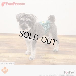 画像2: マナーベルト 唐草富士山 4号