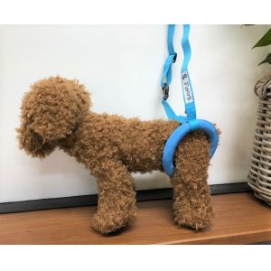 画像: 【お買い得】 サイズサンプル用ドーナツリング［S〜3Lセット販売］