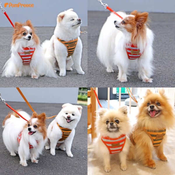 画像4: スーパーハーネス＆リード ボーダーニット 3〜4号【防虫パックプレゼント】 (4)