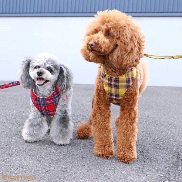 画像5: スーパーハーネス＆リード ボーダーニット 1〜2号【防虫パックプレゼント】 (5)