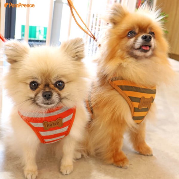 画像3: スーパーハーネス＆リード ボーダーニット 3〜4号【防虫パックプレゼント】 (3)