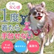 画像2: スーパーハーネス＆リードメッシュドッグスター　 6号【防虫パックプレゼント】 (2)