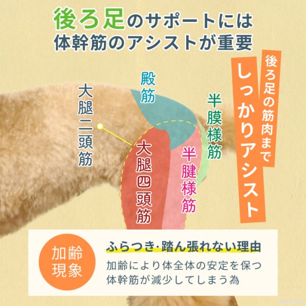 画像7: 中大型犬用 メッシュ3WAYケアハーネスプレミアム 6号 (7)