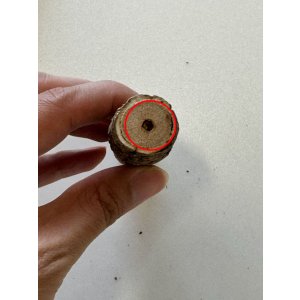 画像: 【B品】 [ネコpom]国産　ニャンともBIG　またたびの木（2本入）【オープン価格商品】