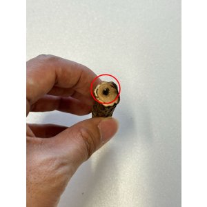 画像: 【B品】[ネコpom]国産　またたびの木　レギュラー（5本入）【オープン価格商品】