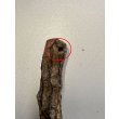 画像3: 【B品】[ネコpom]国産　またたびの木　レギュラー（5本入）【オープン価格商品】 (3)